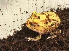 Pacman Albino (Ceratophrys Cranwelli) v.a. €35,-