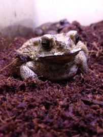 Aziatische pad (Bufo Melanostictus) v.a. €15,-