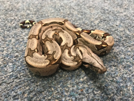 Afgodsslang (Boa Constrictor)