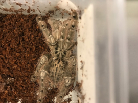 Heteroscodra Maculata v.a. €20,-