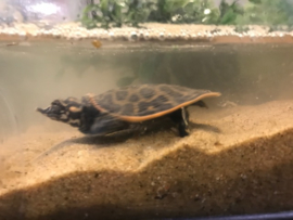 Woeste Drieklauw Weekschildpad (Apalone Ferox) v.a. €25,-