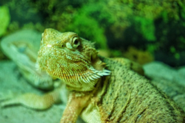 Baardagaam (Pogona vitticeps) v.a. €35,-