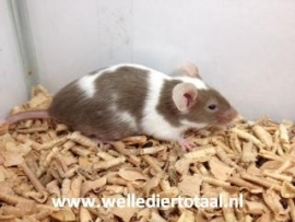 Muis Bont/Gekleurd €7,50