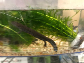 Donau Kamsalamander (Triturus Dobrogicus)