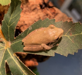 Rhacophorus Rhodopus €12,50