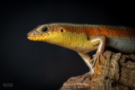 Eutropis Multifasciata / Veelstreepskink v.a. €25,00