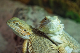 Baardagaam (Pogona vitticeps) v.a. €35,-