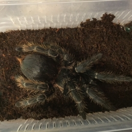 Lasiodora Parahybana v.a. €25,-