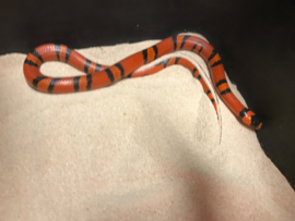 Koningsslang (Lampropeltis Triangulum Hondurensis Tangerine) v.a. €45,-