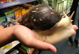 Agaatslak Whitebody (Achatina whitebody) XXL v.a. €35,-