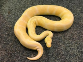 Koningspython, Pyhton Regius Albino