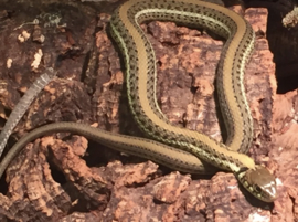 Kousenbandslang (thamnophis eques scotti) v.a. €65,-