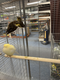Kanarie €15,- | Normaal, Gloster