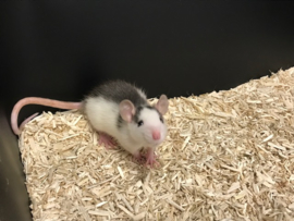 Rat €15-