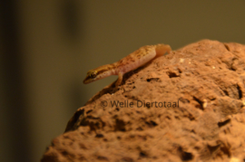 Microgekko (Tropiocolotes Nattereri) v.a. €15,-