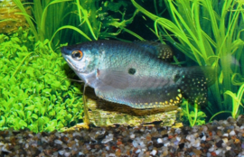 Blauwe Gourami €3,-