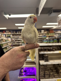 Halsbandparkiet Albino (prijs op aanvraag)