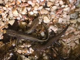 Italiaanse Kamsalamander (Triturus Carnifex) v.a. €17,50