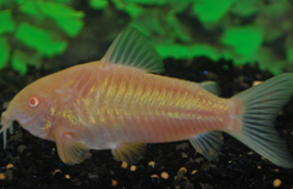 Corydoras Aneus Albino / Pantsermeerval €3,50