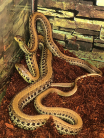 Kousenbandslang (Thamnophis Radix) v.a. €75,-