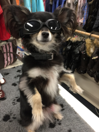 Honden zonnebril €9,95