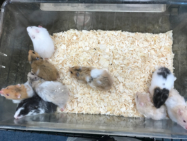 Syrische Hamster (Goudhamster) €15,-