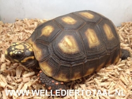 Kolenbrander landschildpad (Chelonoidis carbonarius) v.a. €95,-