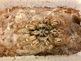 Heteroscodra Maculata v.a. €20,-