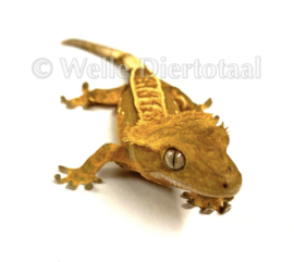 Wimpergekko (Correlophus Ciliatus) v.a. €50,-