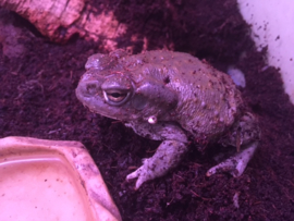 Colorado pad (Incilius Alvarius) v.a. €100,-