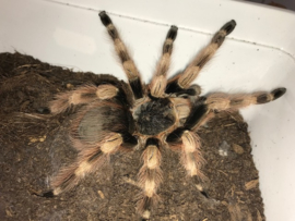 Nhandu Coloratovillosus v.a. €65,- (vanaf prijs i.v.m. formaat dier)