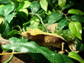 Wimpergekko (Correlophus Ciliatus) v.a. €50,-