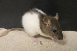 Rat €15-