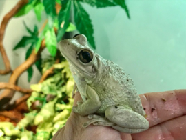 Rhacophorus Leucomystax (Gold Tree Frog) v.a. €17,50