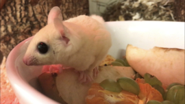 Leucistic Sugar glider / Suikereekhoorn Wit v.a. €290,-