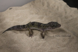 Luipaardgekko (Eublepharis Macularius) v.a. €45,-