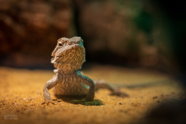 Baardagaam (Pogona vitticeps) v.a. €35,-