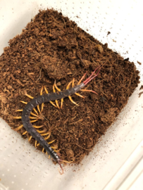 Scolopendra Alipes (Vlagstaart Duizendpoot) v.a. €20,-