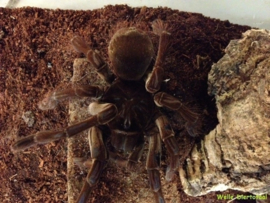 Goliath Vogelspin (Theraphosa Blondi) v.a. €180,-