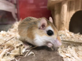 Cheesman’s Gerbil (gerbillus cheesmani) v.a. €25,-