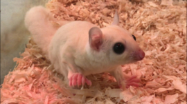 Leucistic Sugar glider / Suikereekhoorn Wit v.a. €290,-