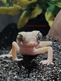 Stenodactylus Stenodactylus | Dunvingergekko v.a. €15,-