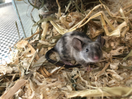 Engelse Muis €10,-
