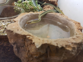 Kousenbandslang  (Thamnophis Sauritus) v.a. €55,-