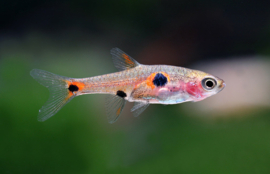 Dwergrasbora / Boraras Maculatus €1,95