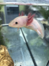 Axolotl / Ambystoma Wit €27,50