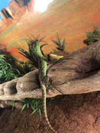 Helmbasilisk (Basiliscus Plumifrons) v.a. €35,-