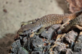 Steppevaraan (Varanus Exanthematicus) v.a. €50,-