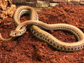 Kousenbandslang (Thamnophis Radix) v.a. €75,-