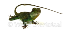 Wateragaam (Physignathus Cocincinus) v.a. €50,-